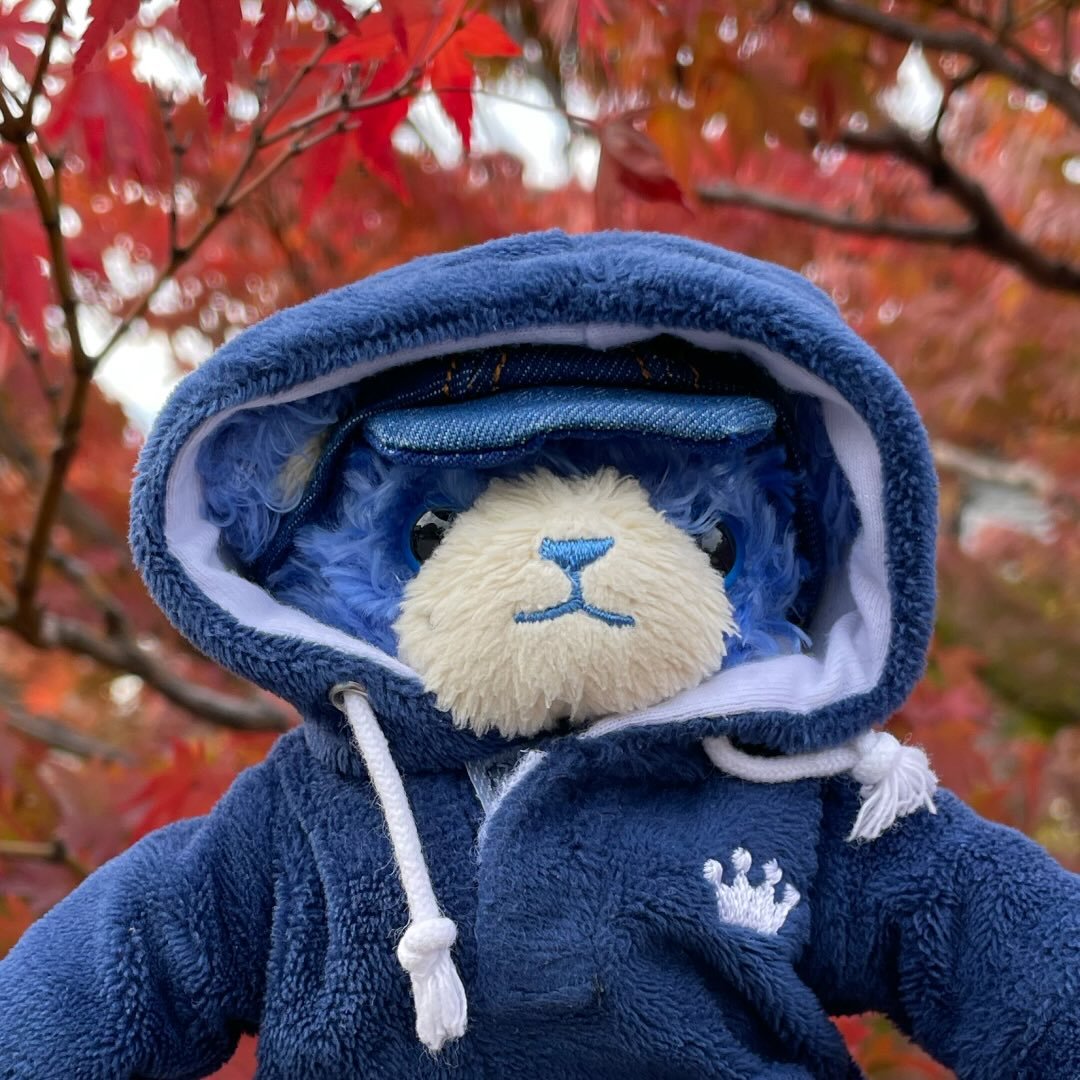 A photo of a blue cat plushie wearing a navy hoodie over a background of red autumn leaves.